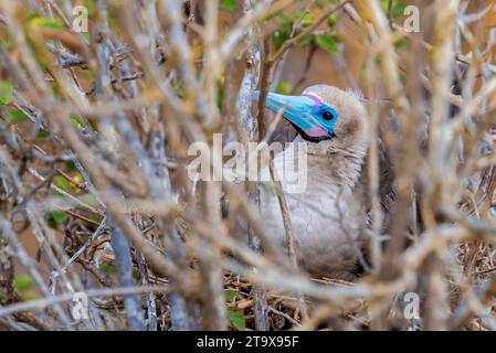 Rotfußbooby (Sula Sula) Porträt von Punta Pitt, Insel San Cristobal, Galapagos Nationalpark, Ecuador. Stockfoto