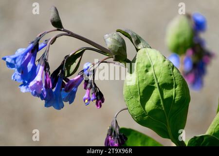 Virginia Bluebell, Mertensia virginica Stockfoto