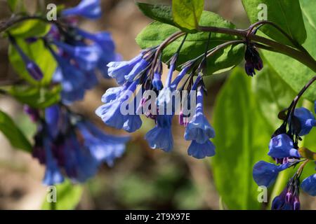 Virginia Bluebells, Blumen, Mertensia virginica im Garten Stockfoto