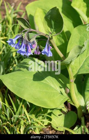 Mertensia virginica, Frühling, blühend, mehrjährig, Pflanze Stockfoto