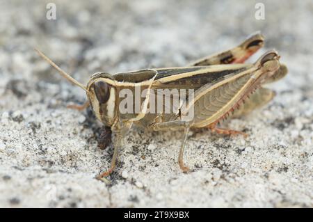 Natürliche Nahaufnahme einer erwachsenen italienischen Heuschrecke, Calliptamus italicus, auf einem Stein sitzend, mit roten Eiern eines Parasiten auf dem Rücken. Stockfoto