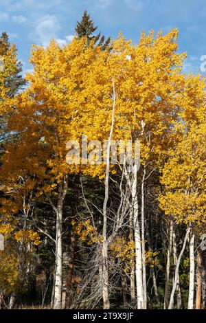 Leuchtend gelbe Espenbäume im Yellowstone-Nationalpark Stockfoto