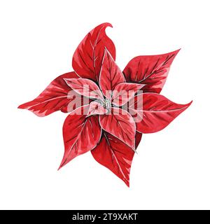 Weihnachtsblume Weihnachtsstern, handgezeichnete Aquarellillustration isoliert auf weißem Hintergrund. Blumenillustration für Weihnachtsdekoration, Muster, Stockfoto