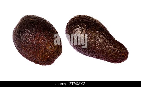 Zwei ganze dunkelfarbene braune reife braune Avocados, reife Avocadofrucht, bereit zum Essen, Objekte isoliert auf weißem Hintergrund, ausgeschnitten, niemand. Zwei braune av Stockfoto