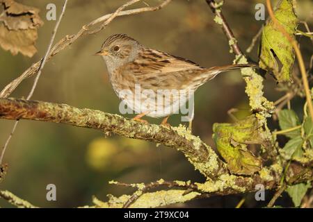 Dunnock (prunella modularis) sitzt auf einer Niederlassung, Großbritannien Stockfoto