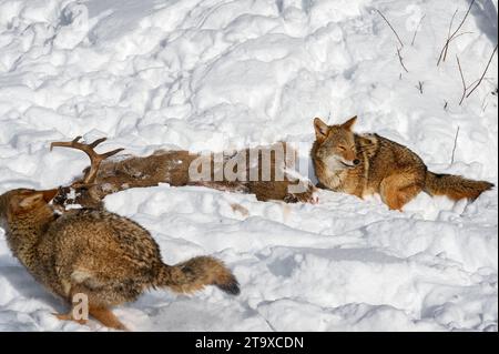 Coyote (Canis latrans) hockt von Deer Body, während Packmate von Winter läuft - Gefangene Tiere Stockfoto