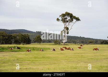 Nahaufnahme von Rinderbullen und Kühen, die auf Gras auf einem Feld in Australien weiden. Heu und Silage essen. Zu den Rassen gehören angus, Brangus und Wagyu und sie Stockfoto