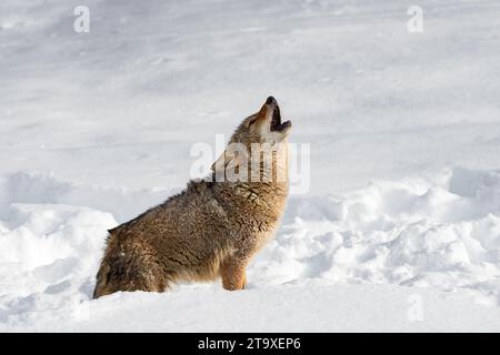 Kojote (Canis latrans) Heulen im Schnee Winter - Gefangener Tier Stockfoto