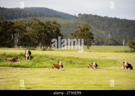 Nahaufnahme von Rinderbullen und Kühen, die auf Gras auf einem Feld in Australien weiden. Heu und Silage essen. Zu den Rassen gehören angus, Brangus und Wagyu und sie Stockfoto