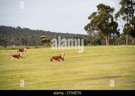 Nahaufnahme von Rinderbullen und Kühen, die auf Gras auf einem Feld in Australien weiden. Heu und Silage essen. Zu den Rassen gehören angus, Brangus und Wagyu und sie Stockfoto