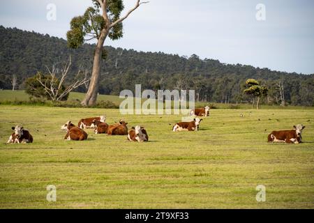 Nahaufnahme von Rinderbullen und Kühen, die auf Gras auf einem Feld in Australien weiden. Heu und Silage essen. Zu den Rassen gehören angus, Brangus und Wagyu und sie Stockfoto