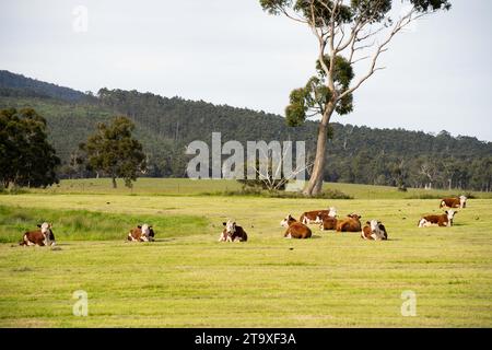 Nahaufnahme von Rinderbullen und Kühen, die auf Gras auf einem Feld in Australien weiden. Heu und Silage essen. Zu den Rassen gehören angus, Brangus und Wagyu und sie Stockfoto
