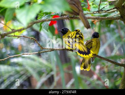 Erleben Sie die Eleganz der Vogelwelt mit dem schwarzköpfigen Bulbul (Pycnonotus atriceps) in den Wäldern Asiens. Zeichnet sich durch seinen schlanken schwarzen Kopf und liv aus Stockfoto