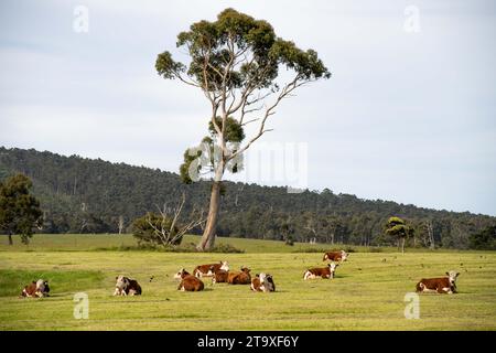 Nahaufnahme von Rinderbullen und Kühen, die auf Gras auf einem Feld in Australien weiden. Heu und Silage essen. Zu den Rassen gehören angus, Brangus und Wagyu und sie Stockfoto