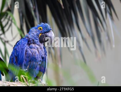 Erleben Sie die majestätische Schönheit des Blauen Hyazinth-Aras-Papageiens (Anodorhynchus hyacinthinus) mit leuchtend blauen Federn. In Südamerika beheimatet Stockfoto