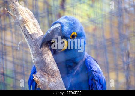 Erleben Sie die majestätische Schönheit des Blauen Hyazinth-Aras-Papageiens (Anodorhynchus hyacinthinus) mit leuchtend blauen Federn. In Südamerika beheimatet Stockfoto