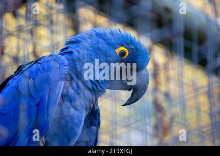 Erleben Sie die majestätische Schönheit des Blauen Hyazinth-Aras-Papageiens (Anodorhynchus hyacinthinus) mit leuchtend blauen Federn. In Südamerika beheimatet Stockfoto