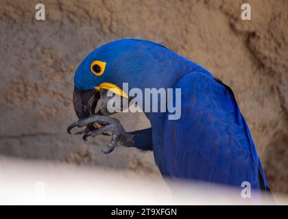 Erleben Sie die majestätische Schönheit des Blauen Hyazinth-Aras-Papageiens (Anodorhynchus hyacinthinus) mit leuchtend blauen Federn. In Südamerika beheimatet Stockfoto