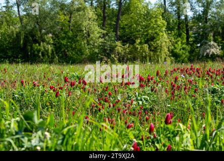 Wiese voller Karmesinklee und Blumen, blühende Wiese im Hintergrund mit Bäumen Stockfoto