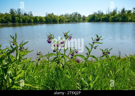 Sonnendurchflutete Landschaft rund um den See, Pflanzen und Bäume um das Wasser, Symphytum officinale am Seeufer Stockfoto