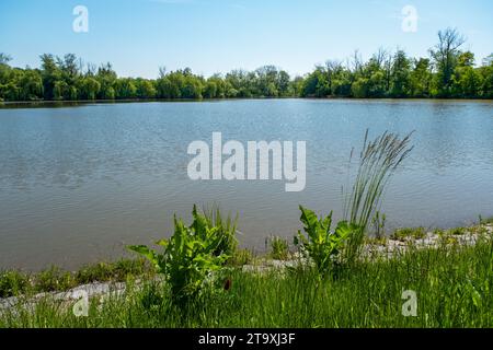 Sonnendurchflutete Landschaft rund um den Teich, Pflanzen und Bäume rund um den See Stockfoto