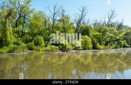 seenlandschaft, Bäume rund um den See, Reflexion von Bäumen im Wasser Stockfoto