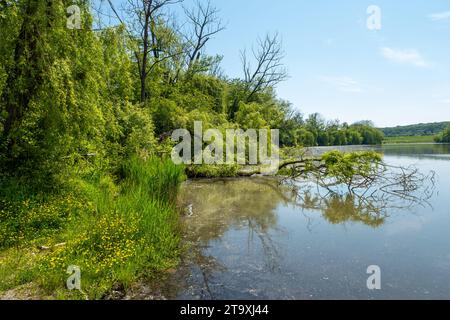 seenlandschaft, Bäume rund um den See, umgefallene Bäume im Wasser, Landschaft am See Stockfoto