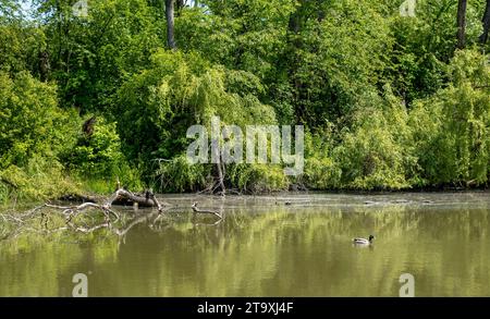 seenlandschaft, Bäume rund um den See, umgefallene Bäume im Wasser, Landschaft am See Stockfoto