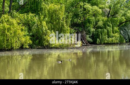 seenlandschaft, Bäume rund um den See, Reflexion von Bäumen im Wasser Stockfoto