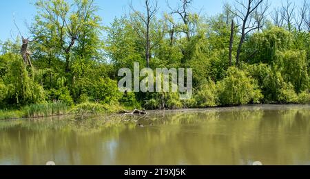 seenlandschaft, Bäume rund um den See, Reflexion von Bäumen im Wasser Stockfoto