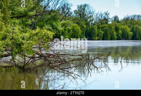 seenlandschaft, Bäume rund um den See, umgefallene Bäume im Wasser, Landschaft am See Stockfoto