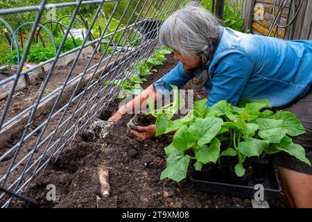 Gurkensämlinge gegen ein schräges Gitter Pflanzen, um auf das Gitter zu klettern Stockfoto