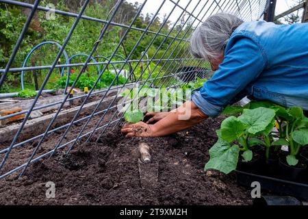 Gurkensämlinge gegen ein schräges Gitter Pflanzen, um auf das Gitter zu klettern Stockfoto