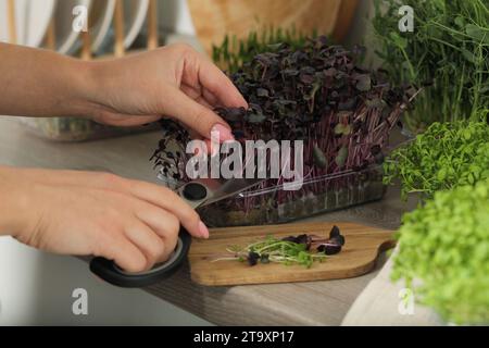 Frau mit einer Schere schneidet frisches Radieschen-Microgreens auf der Arbeitsplatte, Nahaufnahme Stockfoto