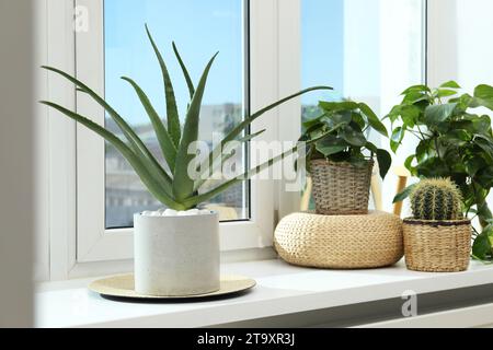 Wunderschöne, vergossene Aloe Vera und andere Pflanzen auf der Fensterbank drinnen Stockfoto