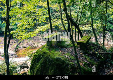 Grüner und friedlicher Hintergrund im Wald Stockfoto
