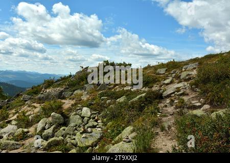 Ein Touristenpfad führt an einem bewölkten Sommertag über Steine auf einen mit Gras bewachsenen Hügel in einem malerischen Bergtal. Ergaki Natural P Stockfoto