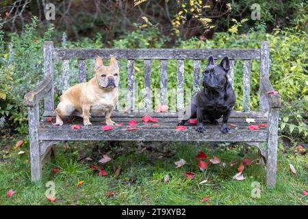 Frenchie Buddies im Herbst Garten Hintergrund Stockfoto