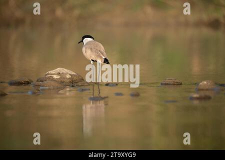 Ein Fluss, der im frühen Morgenlicht im Wasser steht. Stockfoto