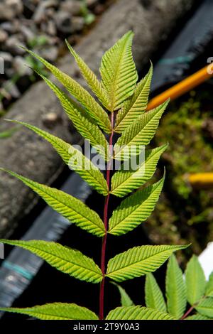 Sorbaria sorbifolia, falsche spiraea oder falscher Ziegenbart, sorb-blättriger Schizonotus, falsche Ural-Spirea im Garten. Stockfoto