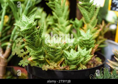 Aloe juvenna oder die Tigerzahn-Aloe Stockfoto