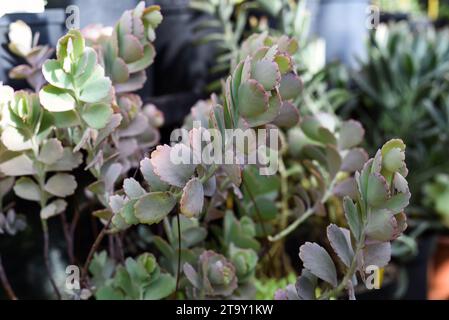 Kalanchoe fedtschenkoi, früher bekannt als Bryophyllum fedtschenkoi Stockfoto
