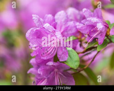 Rosafarbene Blüten des sibirischen Rhododendron-Kopierraums. Rhododendron dauricum. Frühjahrsblüte des Altai Rhododendron. Nahaufnahme von Rhododendron dauricu Stockfoto