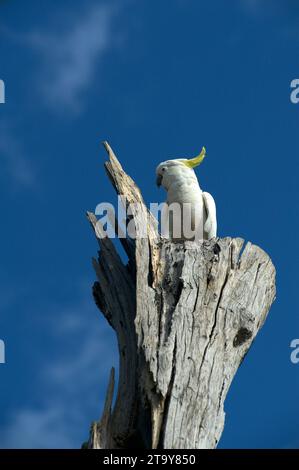 Sulphur Crested Cockatoos (Cacatua Galerita) sind in Australien ein vertrauter Anblick, ihr Kreischen und Mätzchen sind immer unterhaltsam. Schäfer Bush. Stockfoto