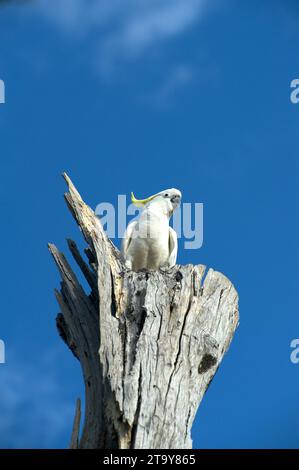 Sulphur Crested Cockatoos (Cacatua Galerita) sind in Australien ein vertrauter Anblick, ihr Kreischen und Mätzchen sind immer unterhaltsam. Schäfer Bush. Stockfoto