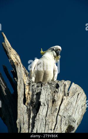 Sulphur Crested Cockatoos (Cacatua Galerita) sind in Australien ein vertrauter Anblick, ihr Kreischen und Mätzchen sind immer unterhaltsam. Schäfer Bush. Stockfoto