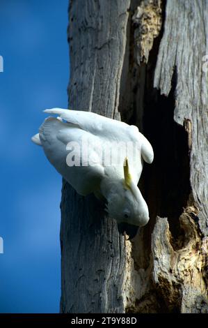 Sulphur Crested Cockatoos (Cacatua Galerita) sind in Australien ein vertrauter Anblick, ihr Kreischen und Mätzchen sind immer unterhaltsam. Schäfer Bush. Stockfoto