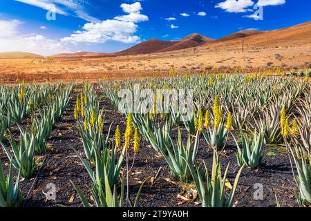 Aloe Vera-Pflanze. Aloe Vera Plantage. Fuerteventura, Kanarische Inseln,  Spanien. Aloe Vera wchst auf der Insel Fuerteventura auf den Kanarischen  Inseln, S Stockfotografie - Alamy