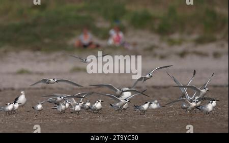Sandwich-Tern (Thalasseus sandvicensis) entlang der Nordseeküste während der Herbstwanderung in den Niederlanden. Schwarm Seeschwalben und Möwen, die auf dem ruhen Stockfoto