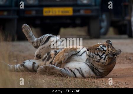Nahaufnahme des Königlichen Bengalen Tigers auf der Dschungelstraße. Stockfoto